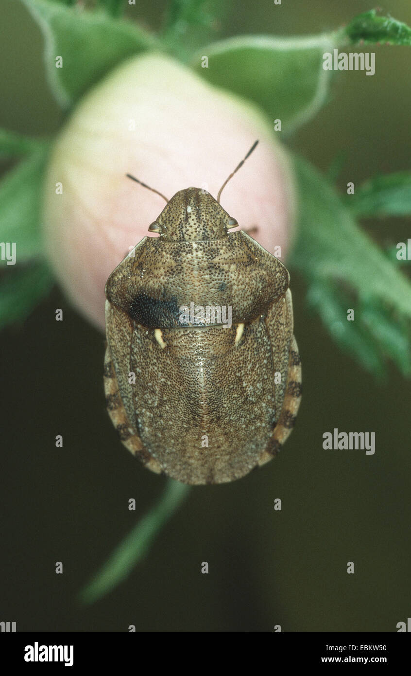 Rücken Sie Schild-Fehler (Eurygaster Maura), eine Blume, Deutschland Stockfoto
