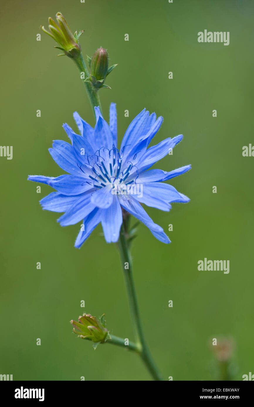 blauen Matrosen, gemeinsame Chicorée, wilde Zichorie (Cichorium Intybus), Blütenstand, Deutschland Stockfoto