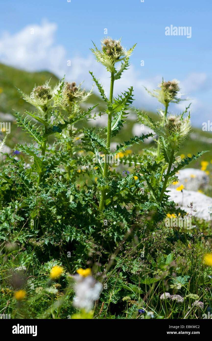 gelbe Distel (Cirsium Spinosissimum), blühen in einer Bergwiese, Deutschland Stockfoto