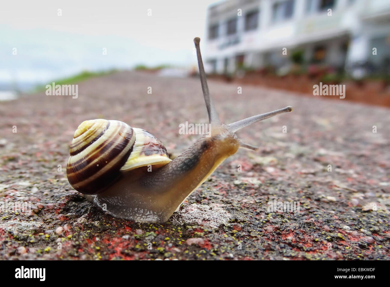 WhiteLippe Gardensnail, WeißLippige Schnecke, GartenSchnecke