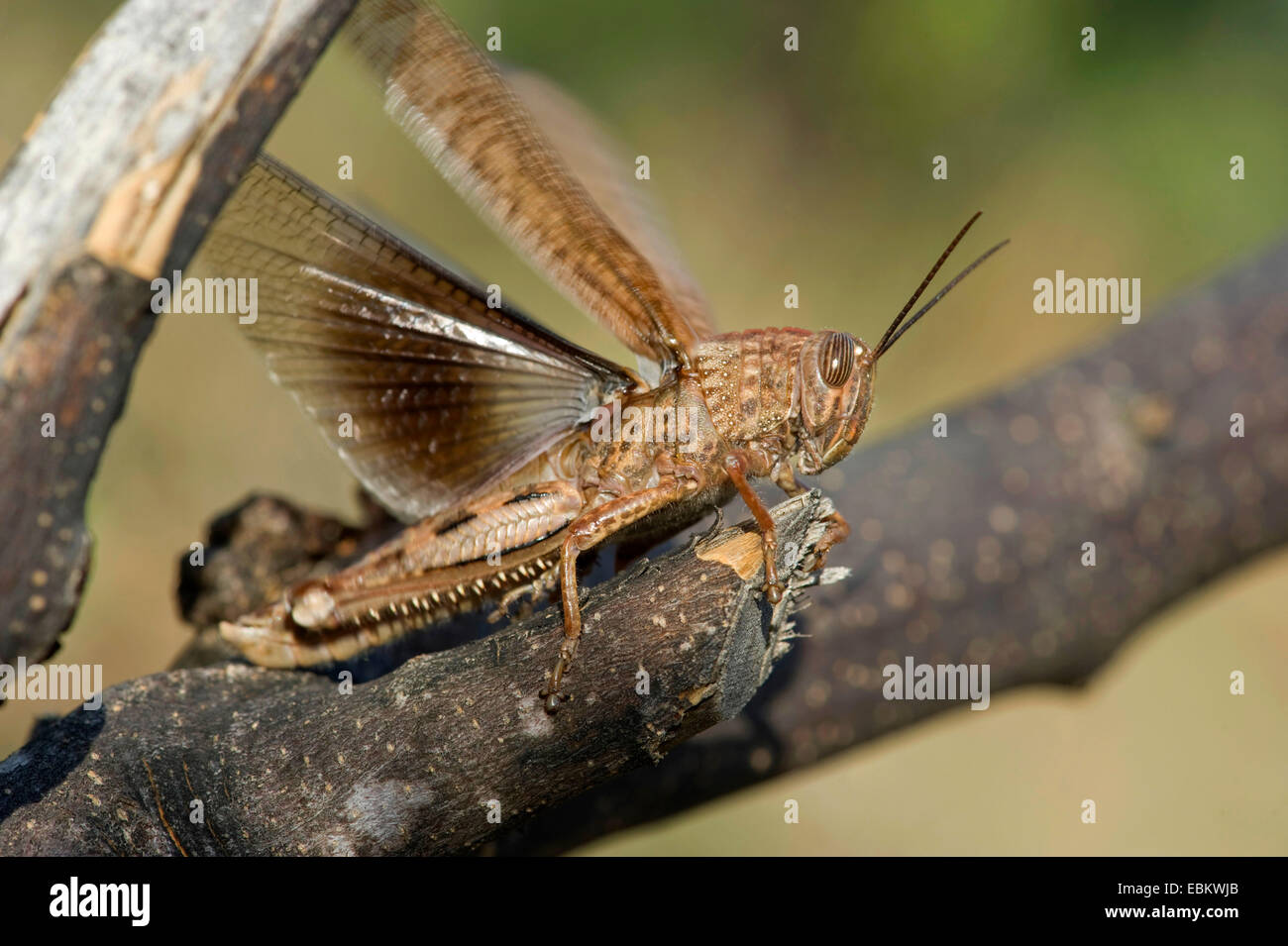 Ägyptische Heuschrecke, ägyptische Locust (Anacridium Aegyptium, Anacridium Aegypticum), sitzt auf einem Ast mit Flügeln Stockfoto