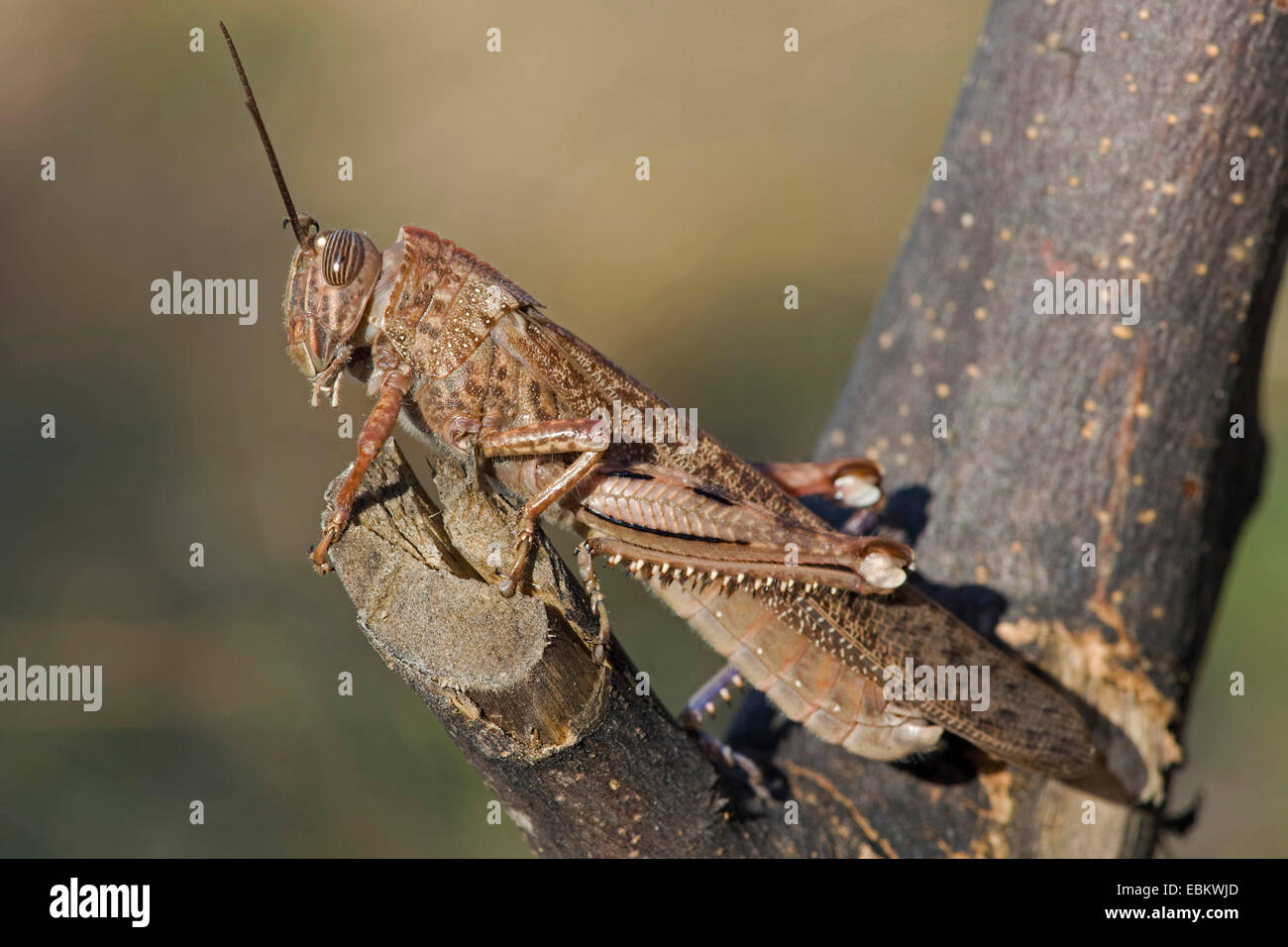 Ägyptische Heuschrecke, ägyptische Locust (Anacridium Aegyptium, Anacridium Aegypticum), sitzt auf einem Ast Stockfoto