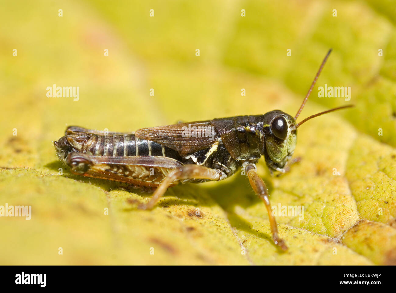 Nördlichen wandernde Heuschrecke (Melanoplus Frigidus, Bohemanella Frigida), Männlich, sitzt auf einem Felsen, Schweiz Stockfoto