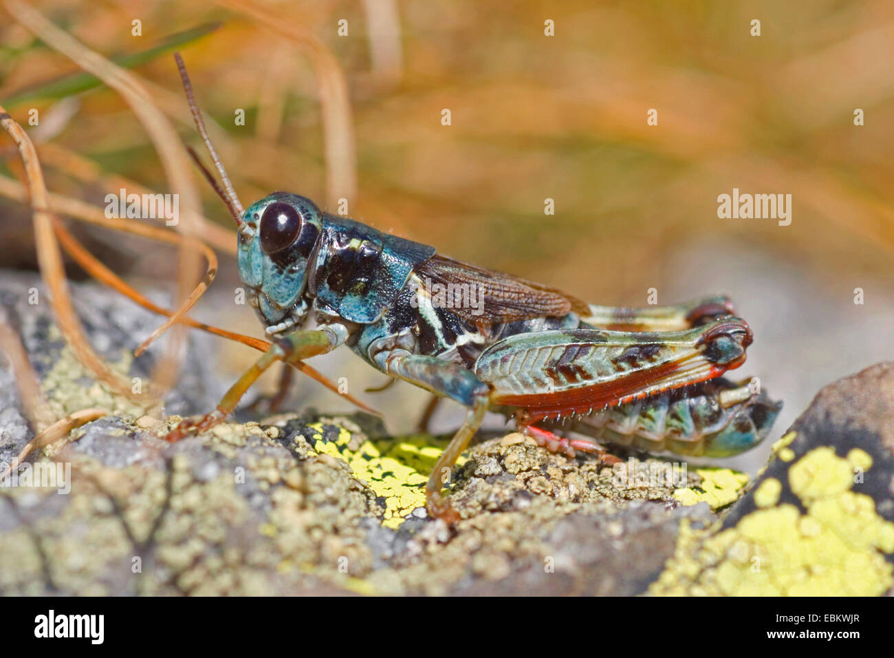 Nördlichen wandernde Heuschrecke (Melanoplus Frigidus, Bohemanella Frigida), Männlich, sitzt auf einem Felsen, Schweiz Stockfoto