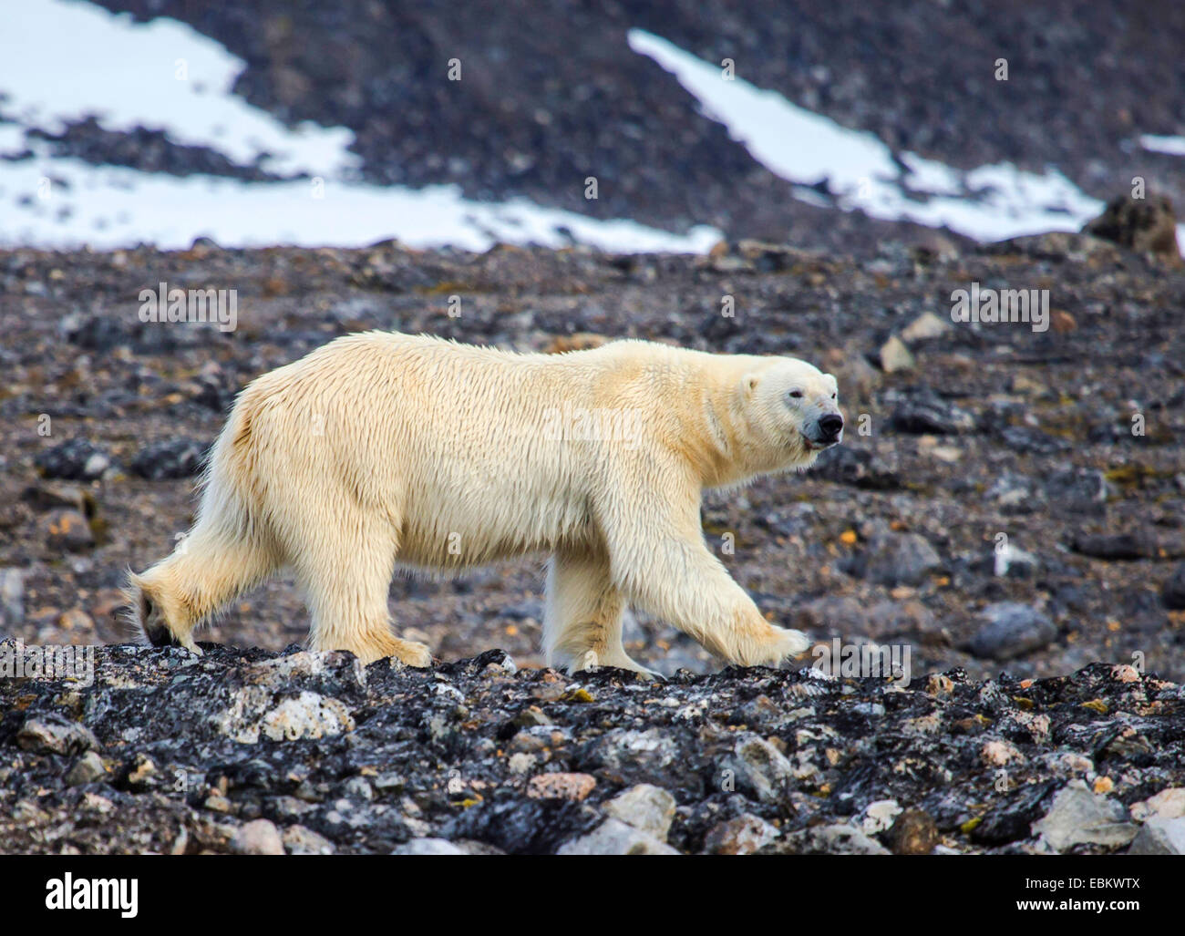 Eisbär (Ursus maritimus), männlich Walking auf felsigen Boden, Norwegen, Spitzbergen, Dansk°ya Stockfoto