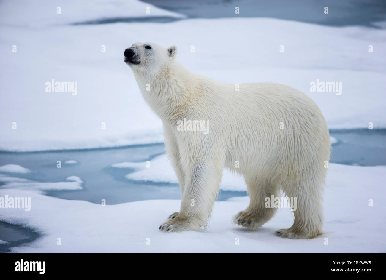 Eisbär (Ursus maritimus), auf Meereis, Norwegen, Spitzbergen, Svalbard Inseln, Sju° yane Stockfoto