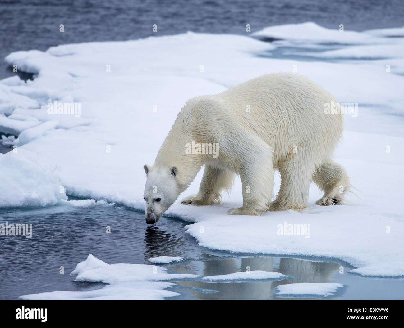 Eisbär (Ursus maritimus), auf Meereis, Norwegen, Spitzbergen, Svalbard Inseln, Sju° yane Stockfoto