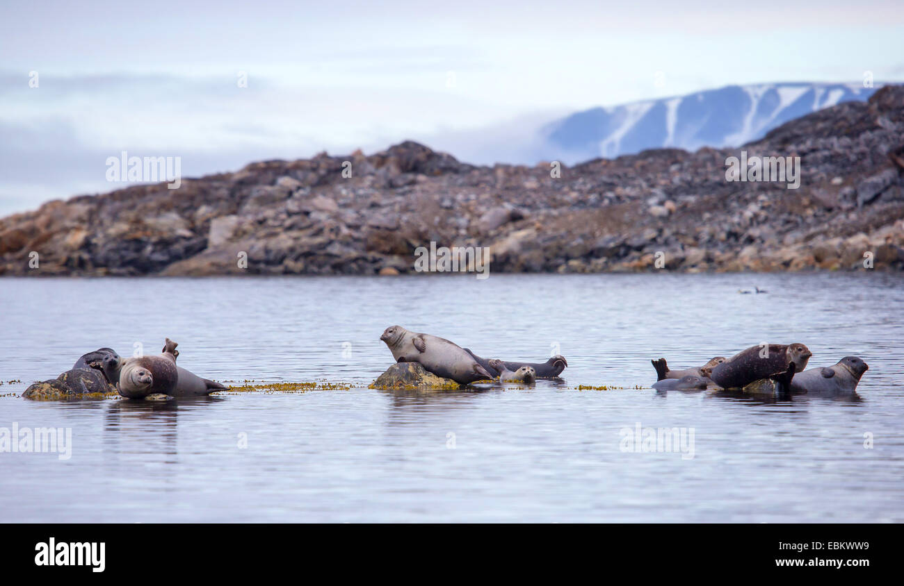 Harbor Dichtung dichtet Seehunde (Phoca Vitulina), gemeinsame ruht auf Felsen in der Nähe der Küste, Norwegen, Svalbard, Spitzbergen-Inseln, Lilliehoeoekfjorden Stockfoto