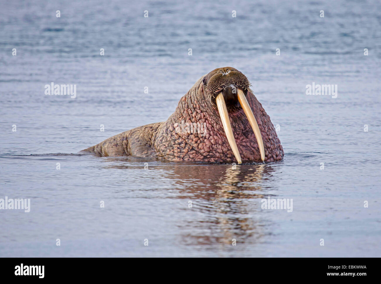 Walross (Odobenus rosmarus), auf der Wasseroberfläche, Norwegen, Spitzbergen, Svalbard Inseln, Sju° yane Stockfoto