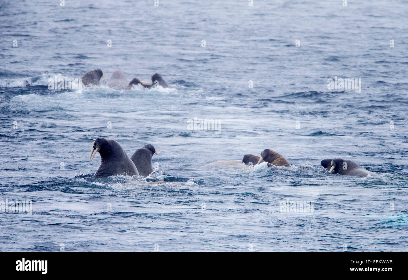 Walross (Odobenus rosmarus), Gruppe im Wasser, Norwegen, Spitzbergen, Svalbard Inseln, Sju° yane Stockfoto