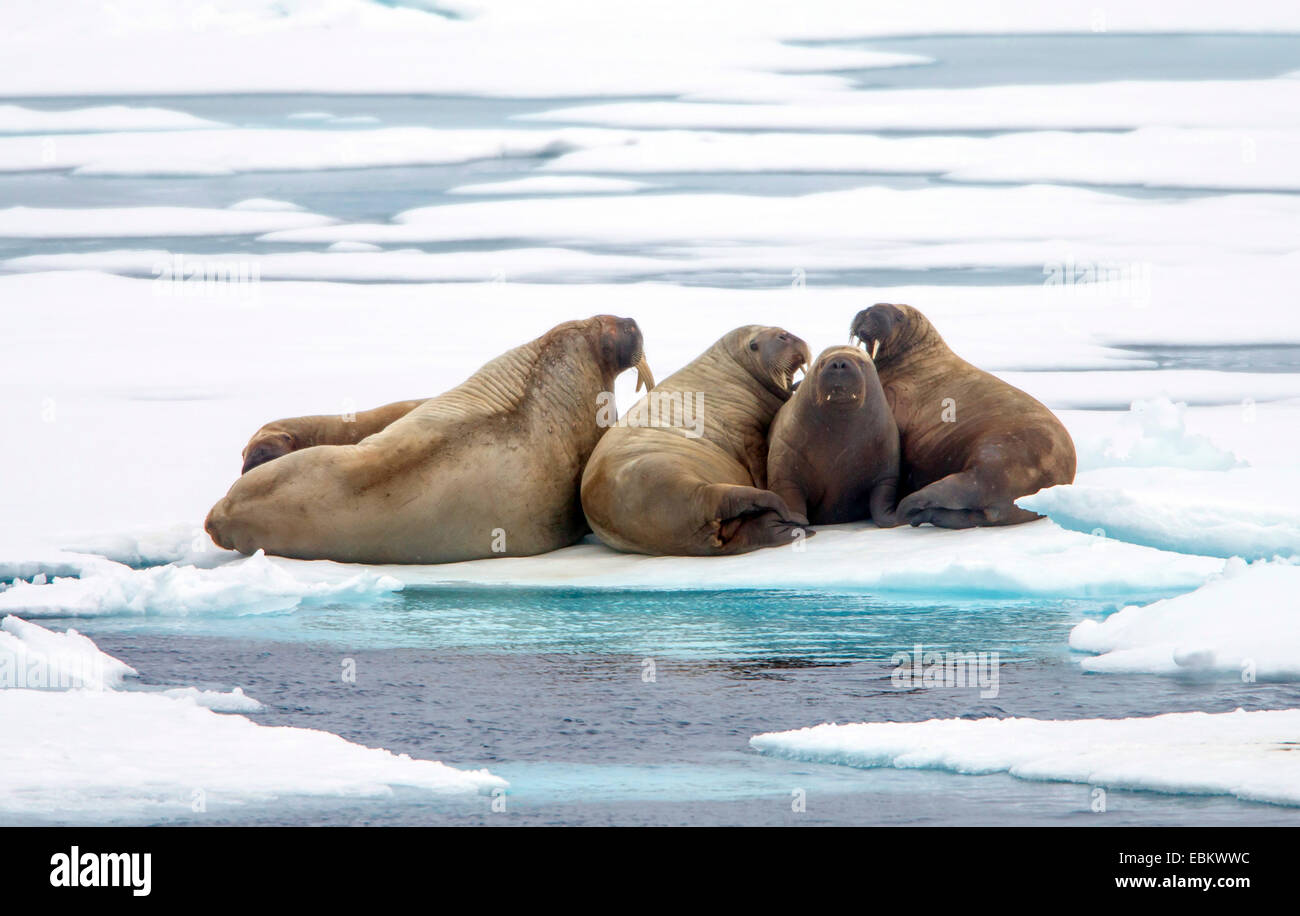 Walross (Odobenus rosmarus), Walrosse auf Drift-Eis, Norwegen, Spitzbergen, Svalbard Inseln, Sju° yane Stockfoto