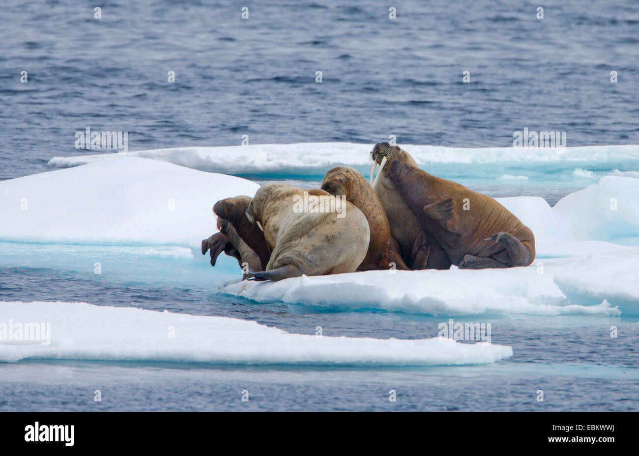 Walross (Odobenus rosmarus), Walrosse auf Drift-Eis, Norwegen, Spitzbergen, Svalbard Inseln, Sju° yane Stockfoto