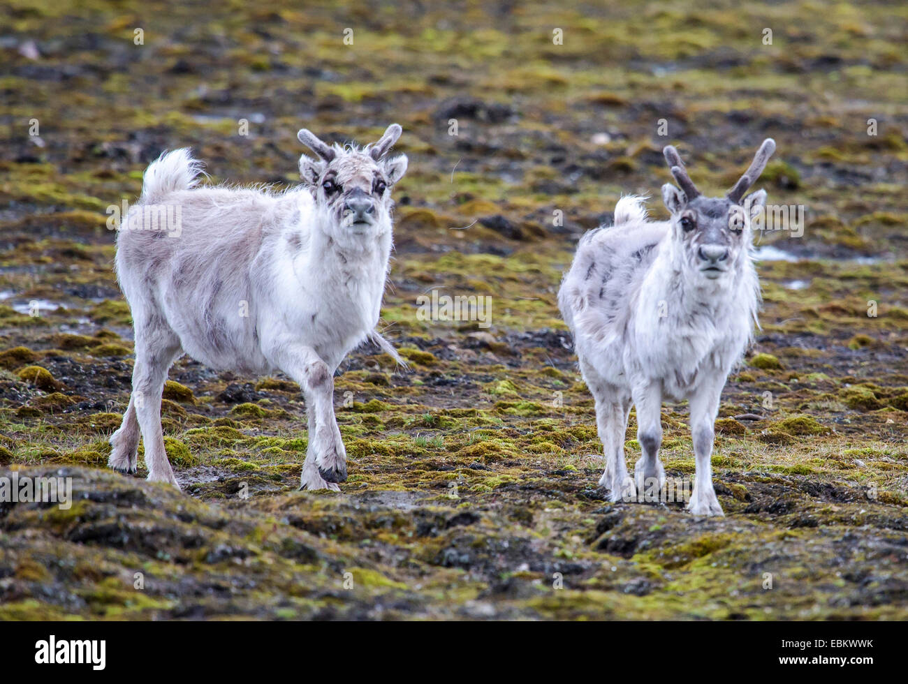 Svalbard-Rentiere (Rangifer Tarandus Platyrhynchus), zwei Rentiere auf Spitzbergen, Norwegen, Spitzbergen, Lomfjorden Stockfoto