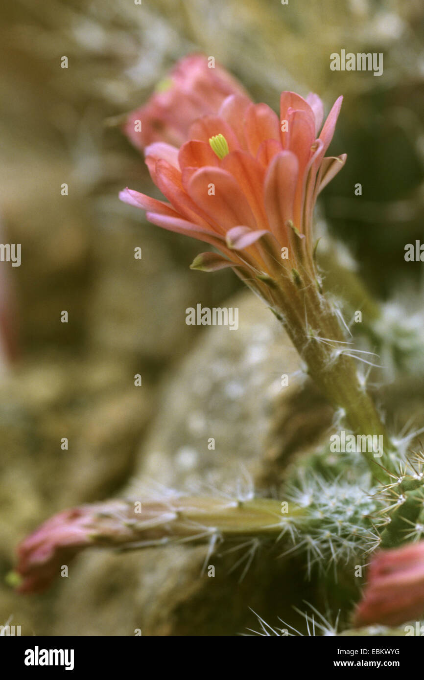 Igelkaktus echinocereus scheerii Fotos und Bildmaterial in hoher