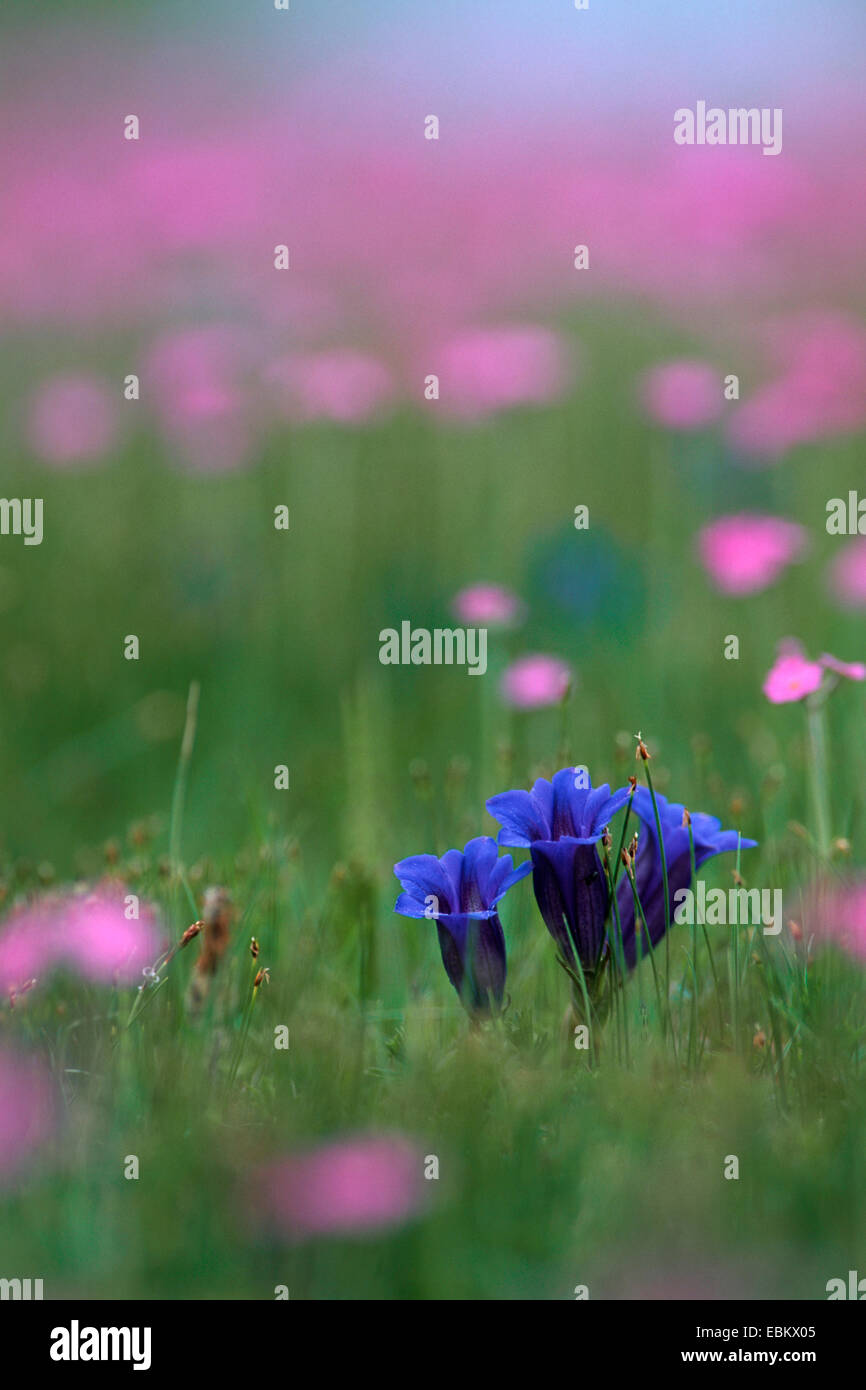 Gentiana Clusii (Gentiana Clusii), blühende Almwiesen, Deutschland, Bayern, Alpen Stockfoto