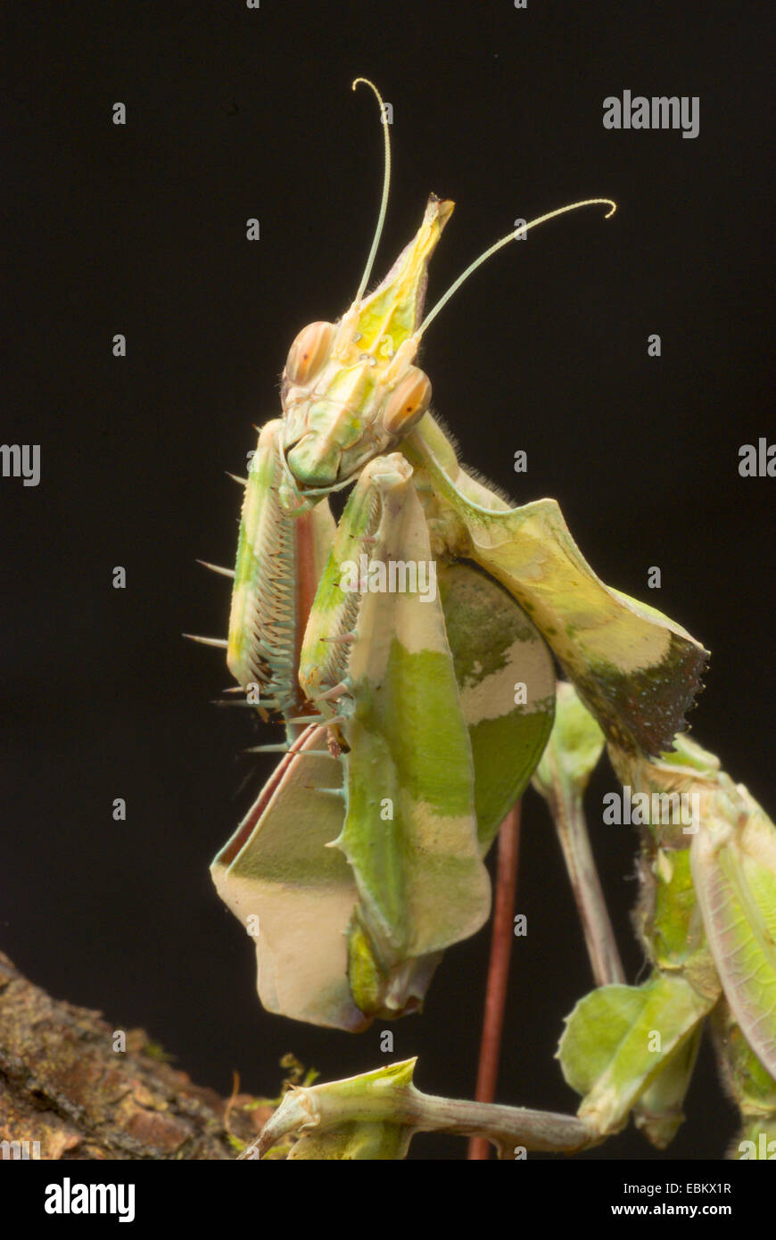 Riesige Teufel Blume (Idolomantis Diabolica), portrait Stockfoto