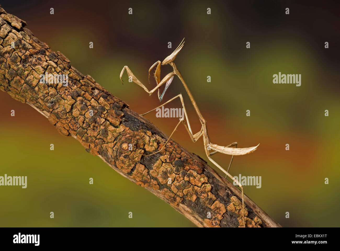 Mantis (Idolomorpha Madagascariensis), stehend auf einem Ast Stockfoto