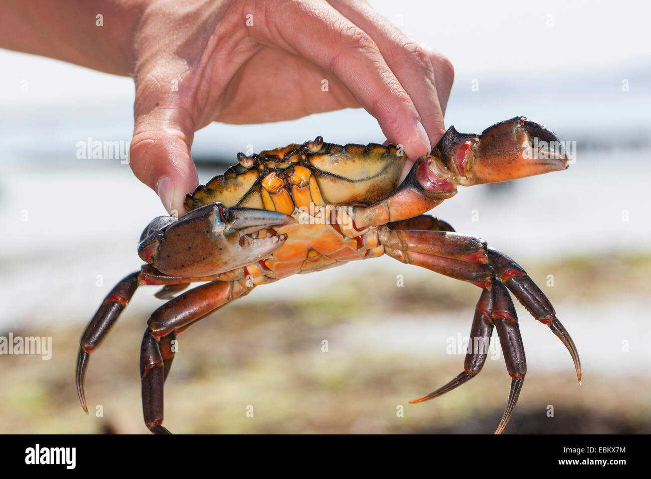 Grüne Ufer Krabbe, grüne Krabbe, North Atlantic Shore Crab (Carcinus Maenas), junge grüne Ufer Krabbe in seiner Hand hält Stockfoto