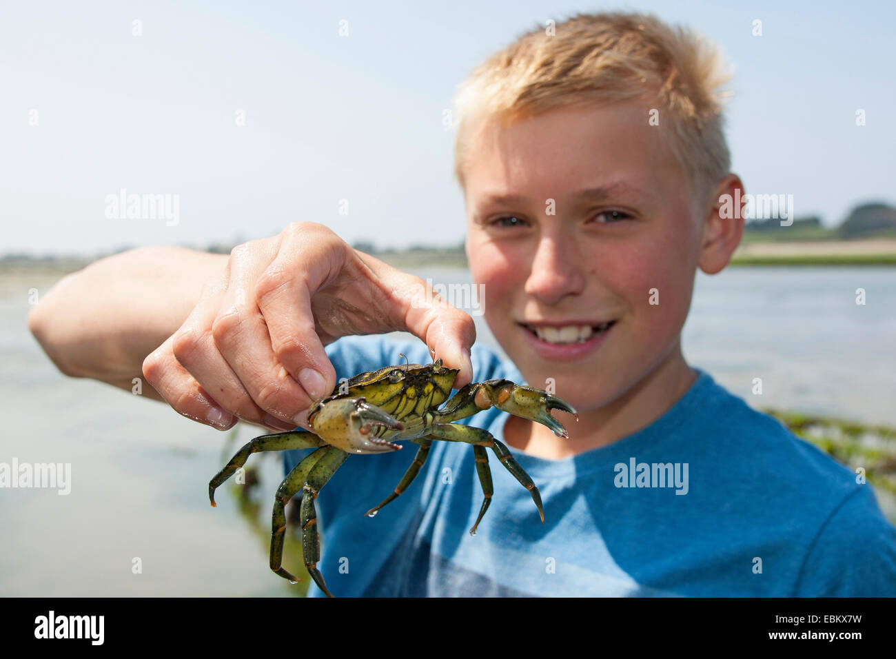 Grüne Ufer Krabbe, grüne Krabbe, North Atlantic Shore Crab (Carcinus Maenas), junge grüne Ufer Krabbe in seiner Hand hält Stockfoto