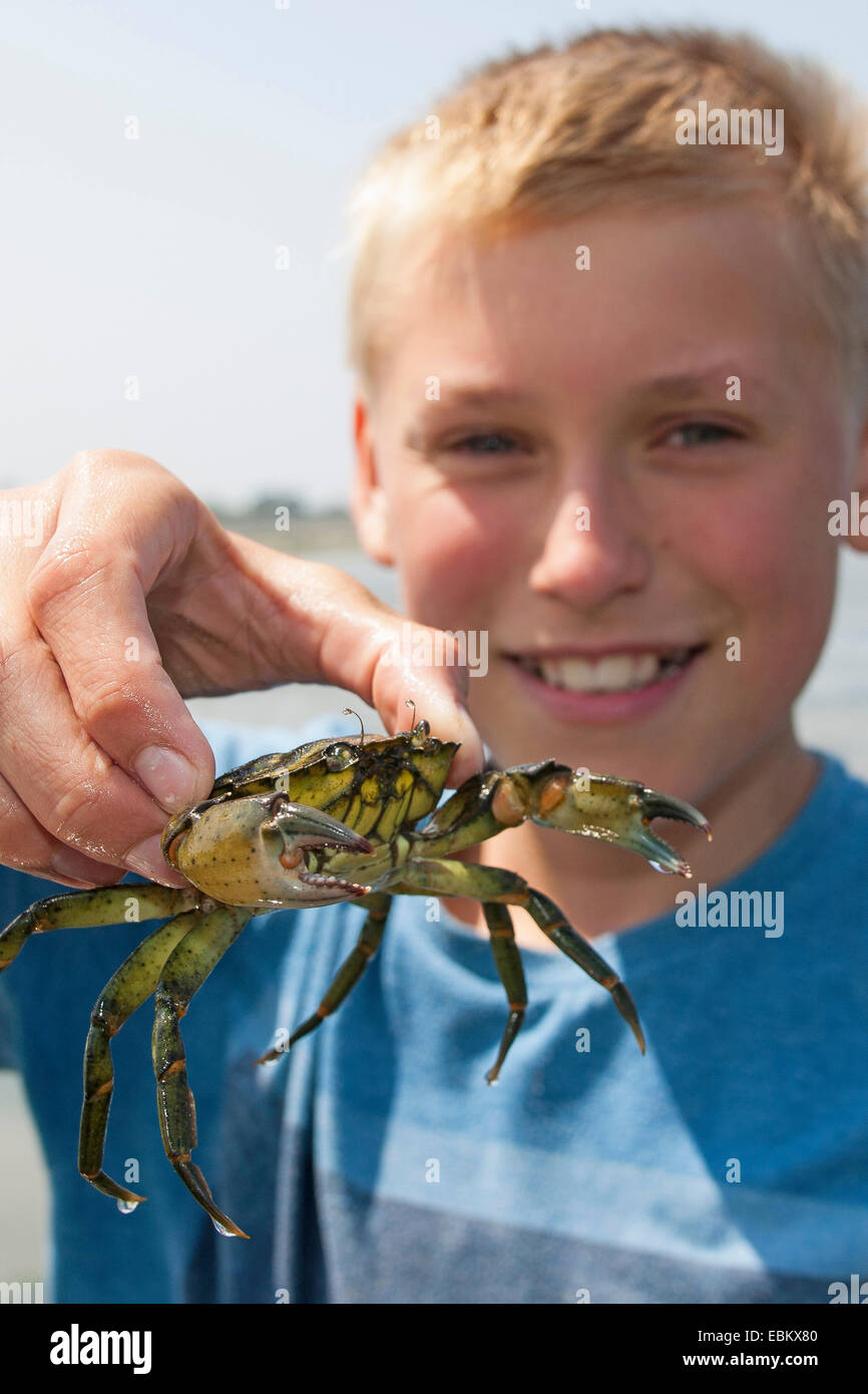 Grüne Ufer Krabbe, grüne Krabbe, North Atlantic Shore Crab (Carcinus Maenas), junge grüne Ufer Krabbe in seiner Hand hält Stockfoto