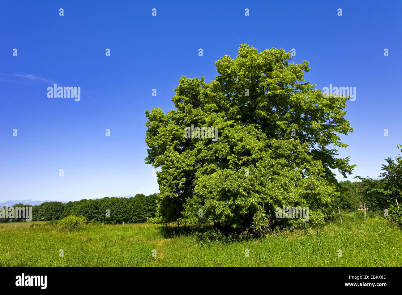 großblättrige Linde, Linde (Tilia Platyphyllos), 700 Jahre alte Linde, Deutschland, Mecklenburg-Vorpommern, Mueritz Nationalpark Stockfoto