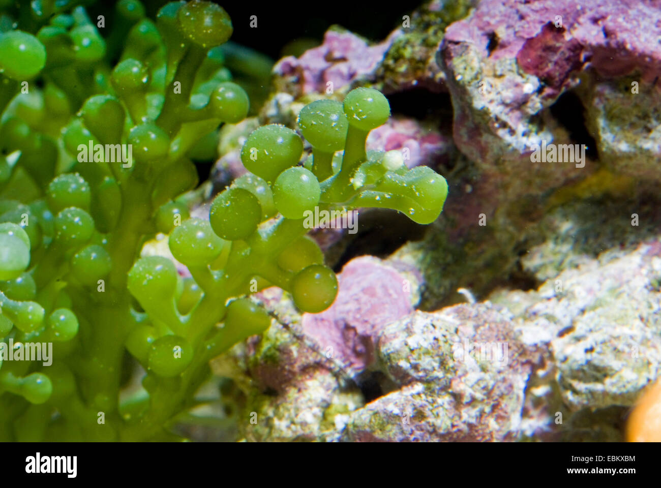 Traube Caulerpa Algen (Caulerpa Racemosa), Detailansicht Stockfoto