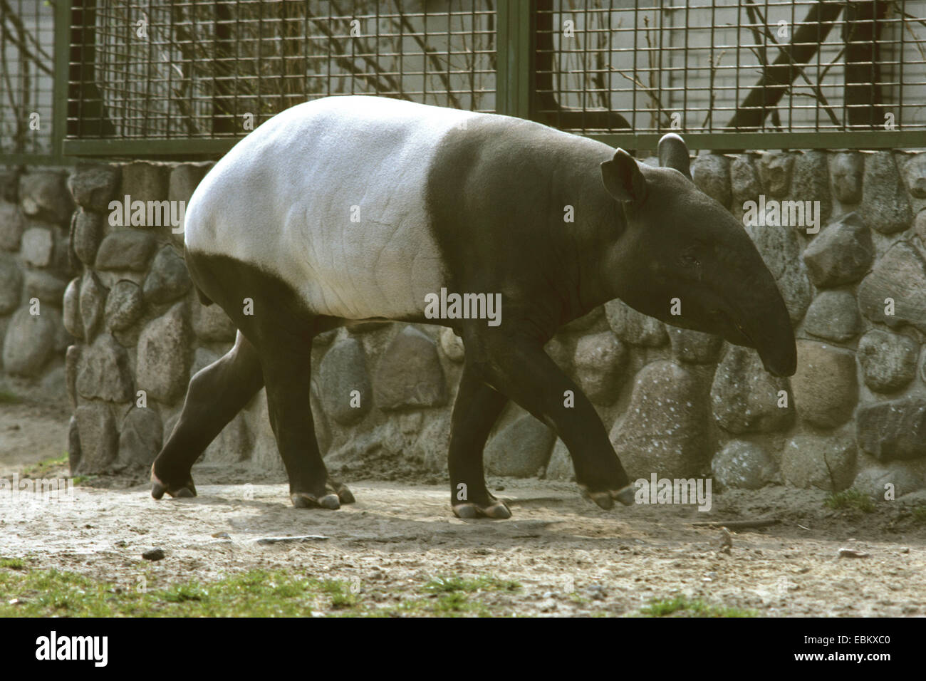 Asiatischer Tapir, Schabrackentapir (Tapirus Indicus), zu Fuß in ein Freigehege Stockfoto