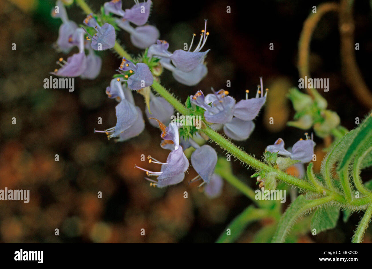 Plectranthus (Plectranthus Barbatus, Coleus Barbatus), Blütenstand Stockfoto