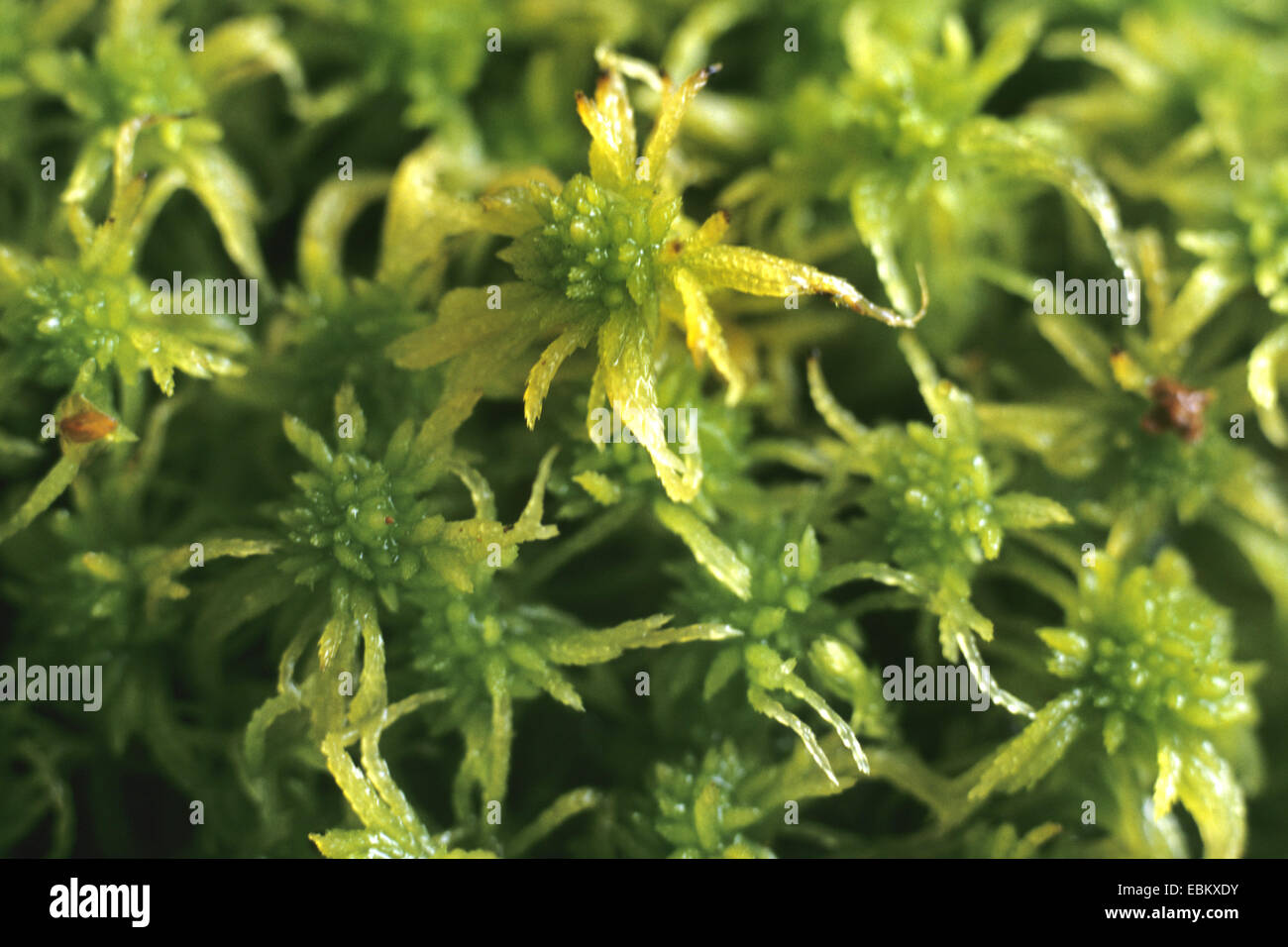 Torfmoos (Sphagnum Apiculatum), Deutschland Stockfoto