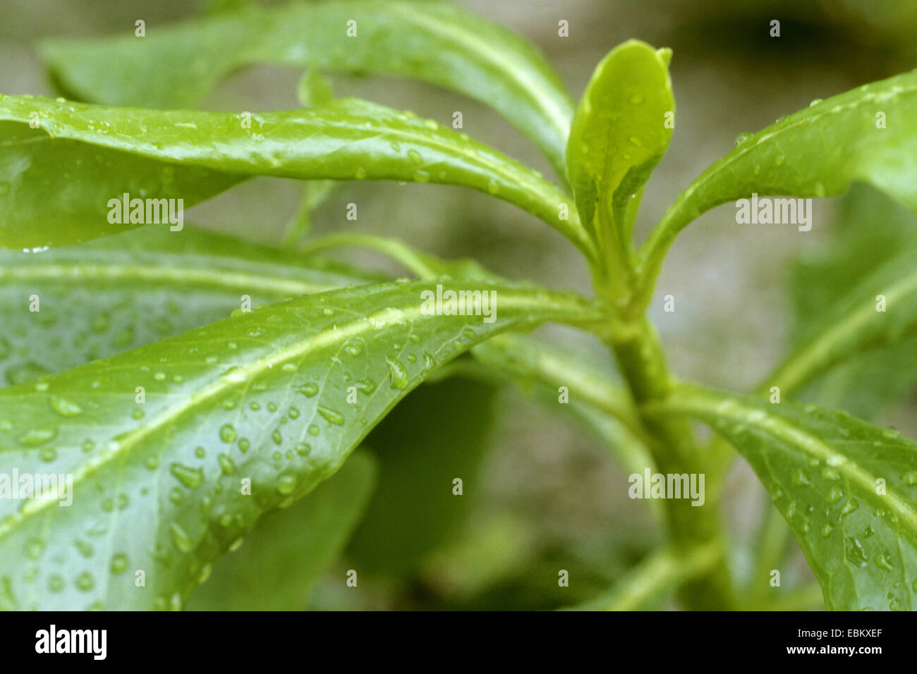 Strand Kohl, Meeressalat, Strand Naupaka (Scaevola Taccada, Lobelia Taccada) Stockfoto