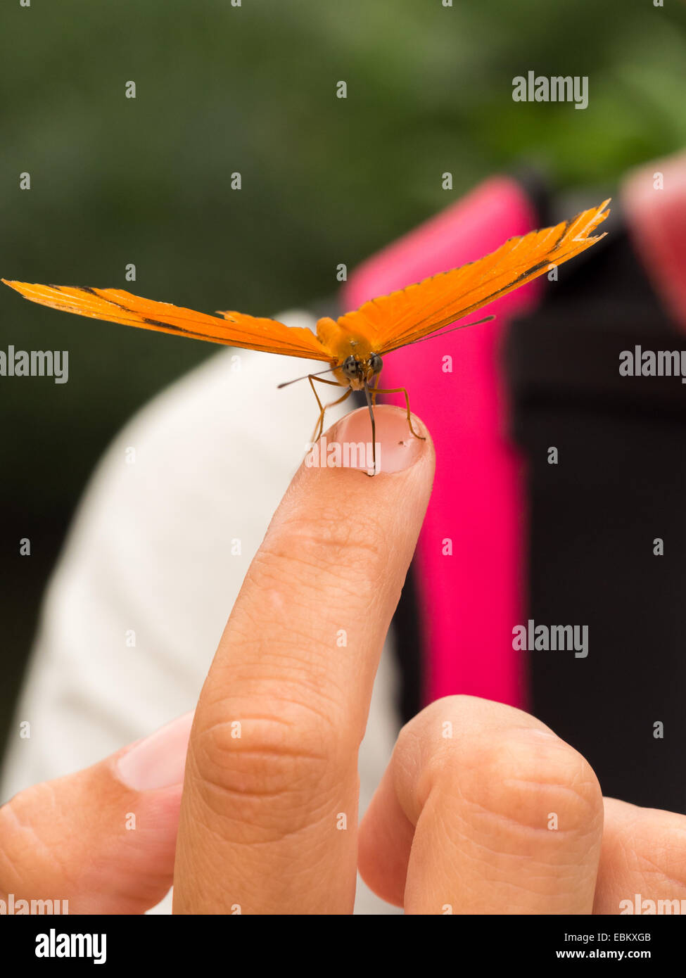 Nahaufnahme von orange Schmetterling auf einem Womans finger Stockfoto
