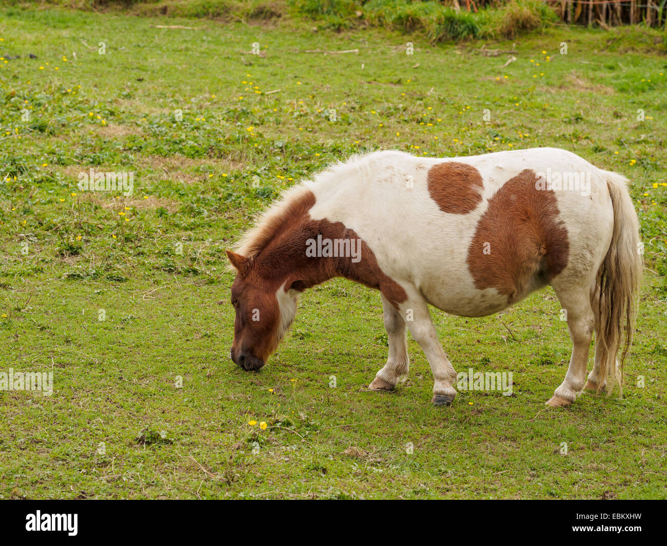 Braune und weiße Shetland-Ponys grasen auf einer Wiese Stockfoto