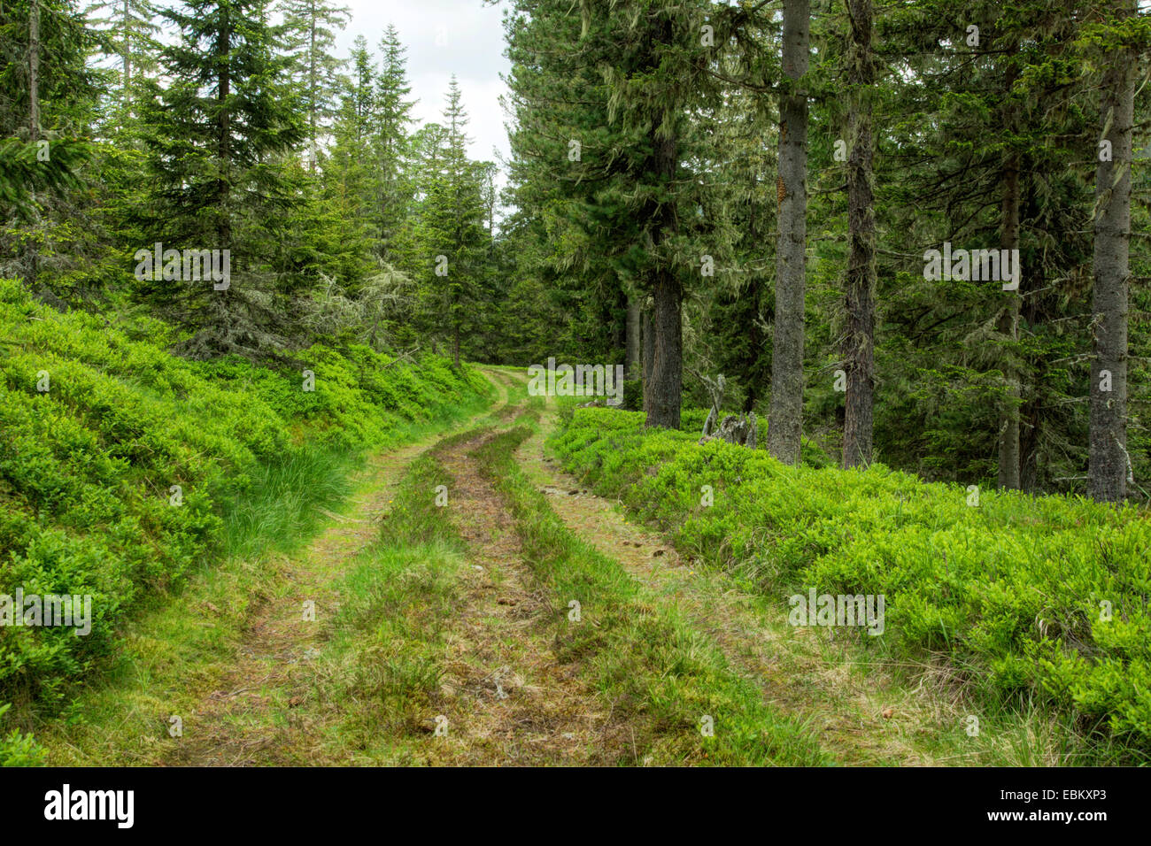 Heidelbeere Büsche neben Waldweg im Frühjahr, Gurkgraben, Nationalpark Nockberge, Kärnten, Österreich Stockfoto