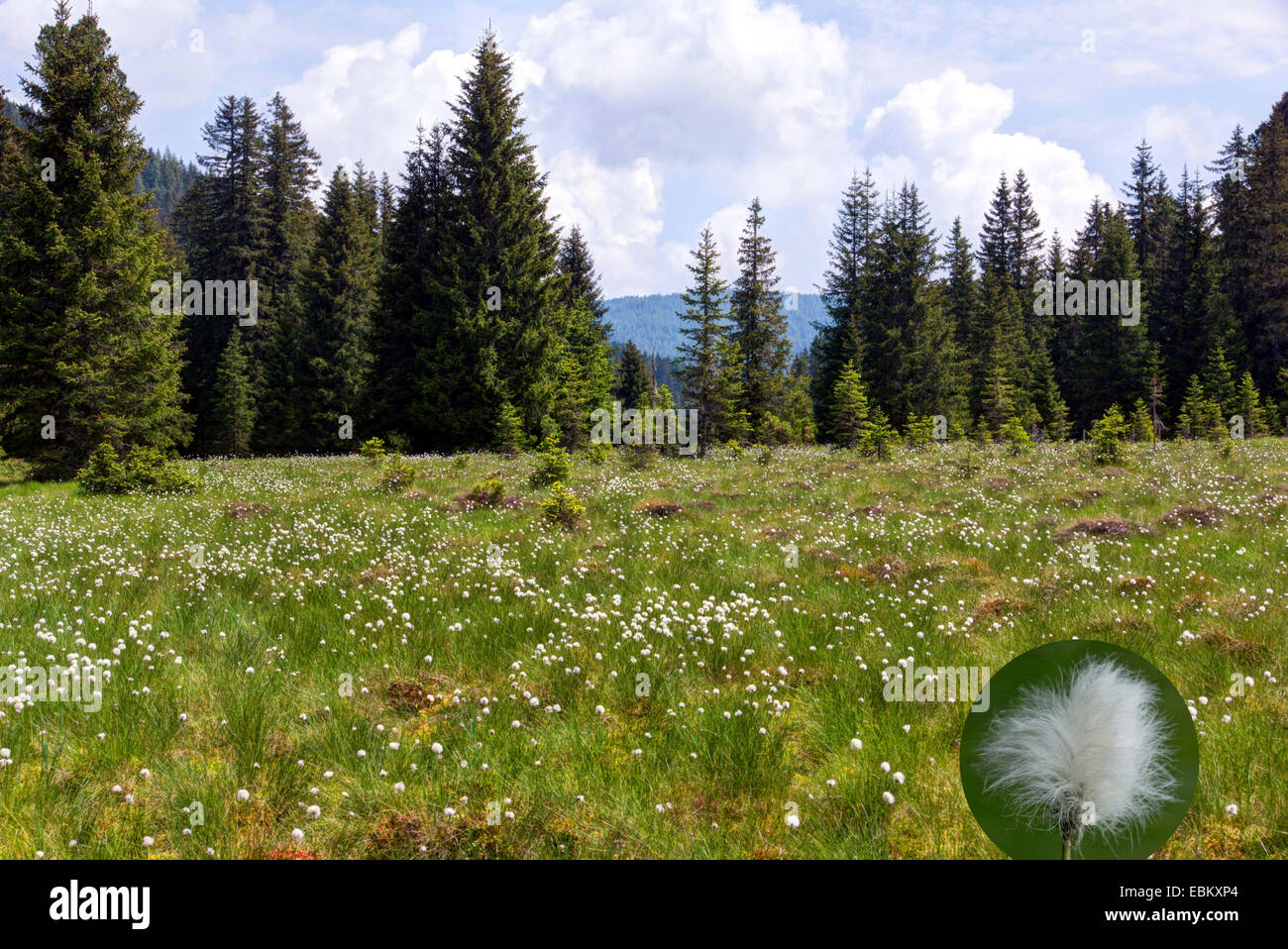 Wollgras (Wollgras spec.), Wald und Moor, Gurkgraben, Nationalpark Nockberge, Kärnten, Österreich Stockfoto