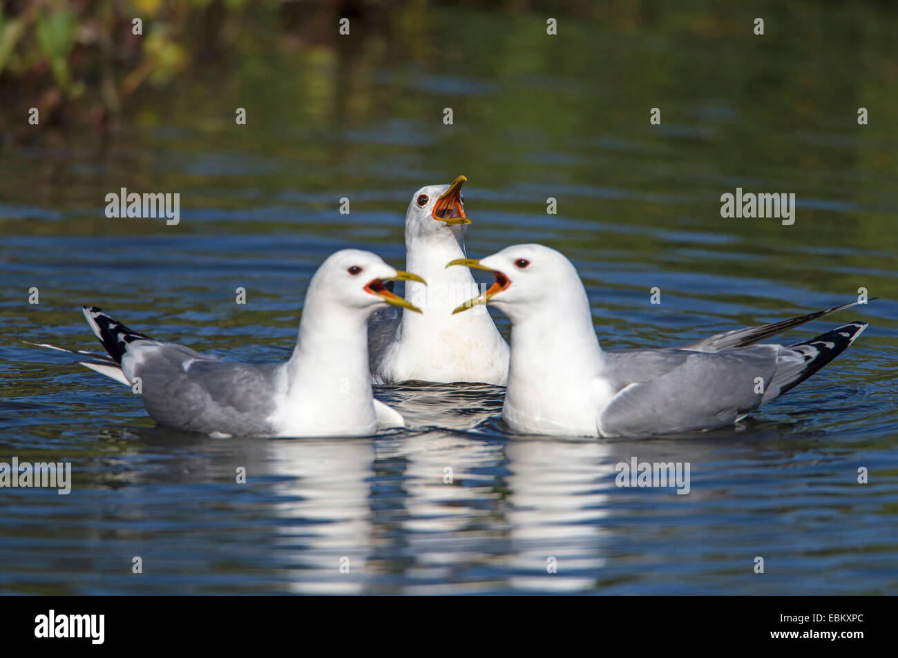 MEW Gull (Larus Canus), drei Altvögel, Norwegen, Troms, Tromsoe aufrufen Stockfoto