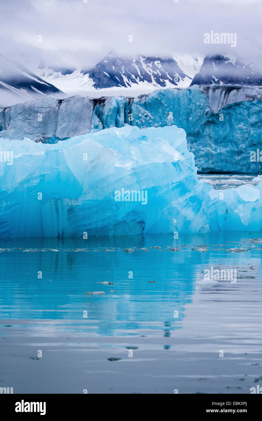 blaue Eisberg mit Möwe, Norwegen, Spitzbergen, Liefdefjorden Stockfoto