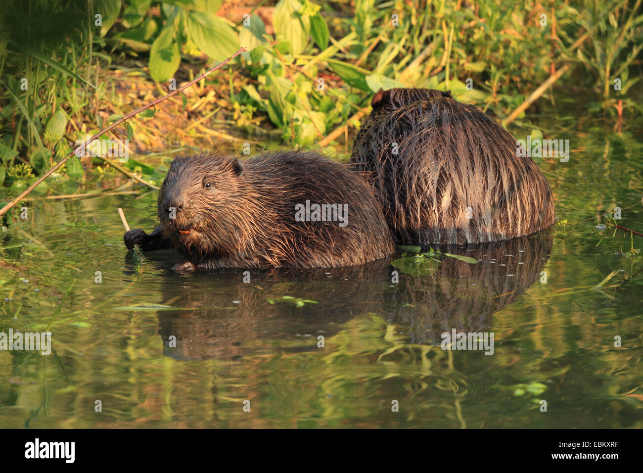 Eurasische Biber, europäische Biber (Castor Fiber), zwei Biber auf dem Futter am Ufer, Deutschland, Baden-Wuerrtemberg Stockfoto