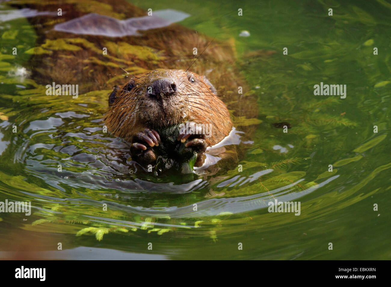 Eurasische Biber, europäische Biber (Castor Fiber), im Wasser, Deutschland, Baden-Wuerrtemberg Fütterung Stockfoto