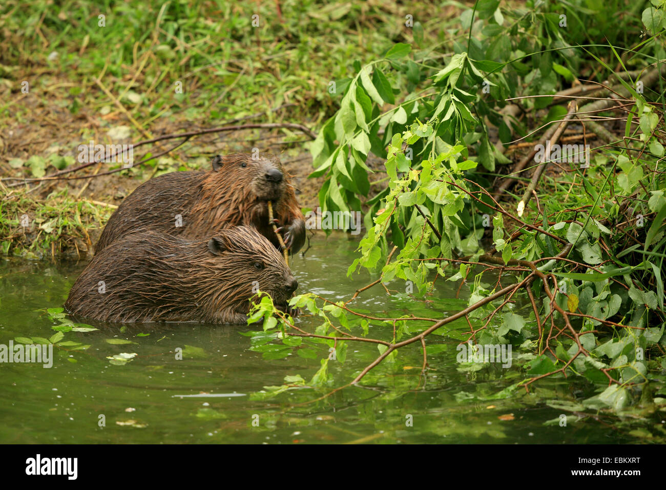 Eurasische Biber, europäische Biber (Castor Fiber), zwei Biber auf dem Futter am Ufer, Deutschland, Baden-Wuerrtemberg Stockfoto