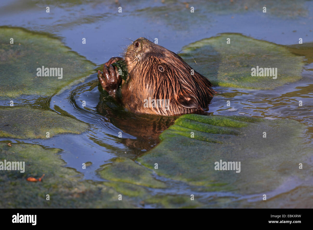 Eurasische Biber, europäische Biber (Castor Fiber), im Wasser, Deutschland, Baden-Wuerrtemberg Fütterung Stockfoto