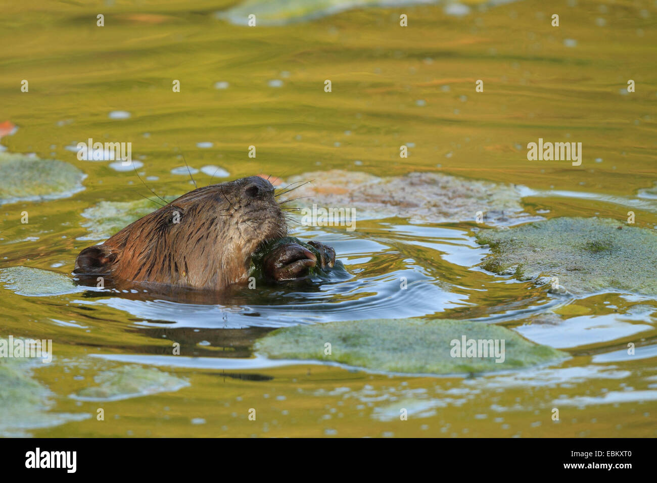 Eurasische Biber, europäische Biber (Castor Fiber), im Wasser, Deutschland, Baden-Wuerrtemberg Fütterung Stockfoto