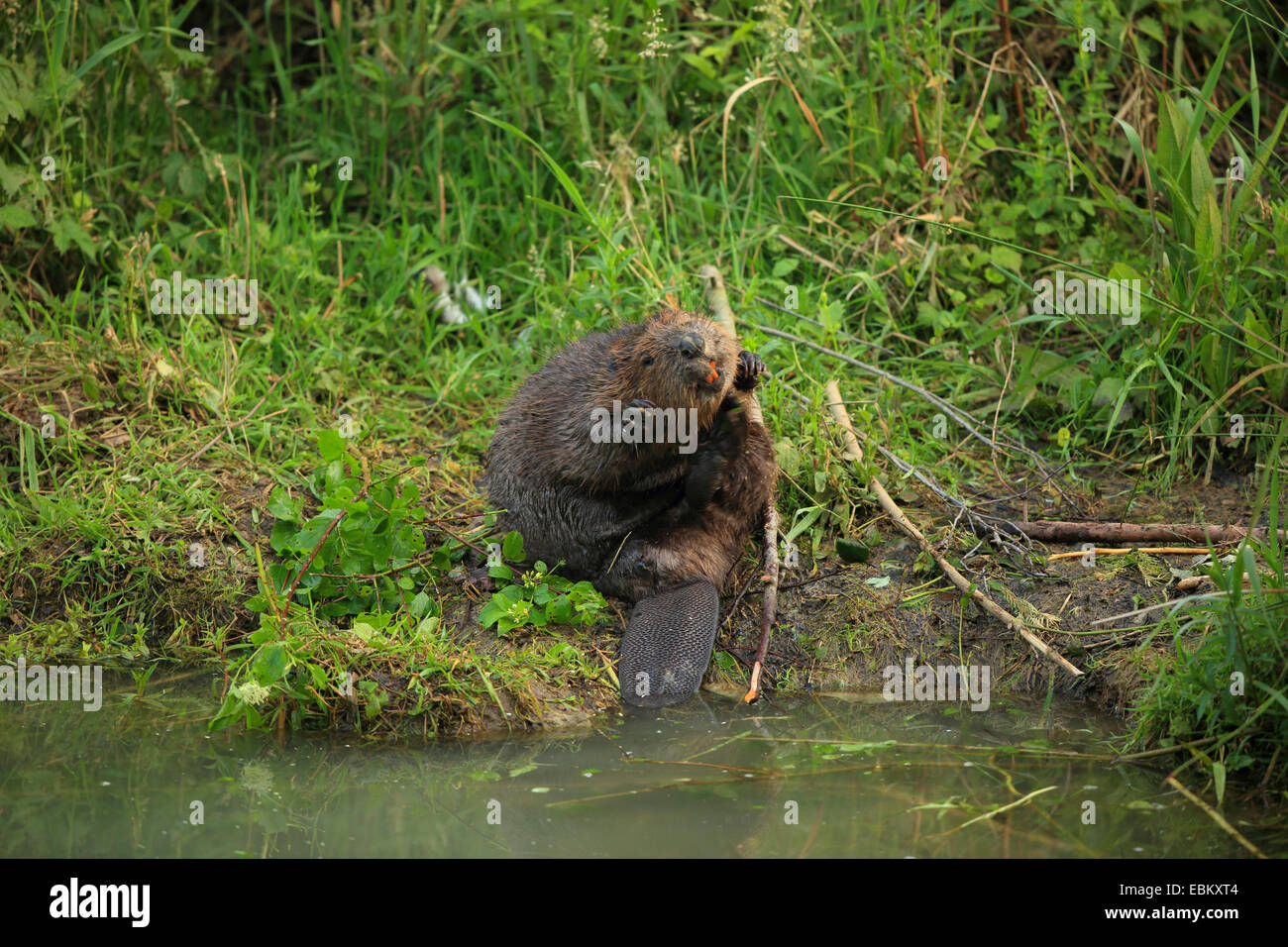 Eurasische Biber, europäische Biber (Castor Fiber), nagt an einem Ast am Ufer, Deutschland, Baden-Wuerrtemberg Stockfoto