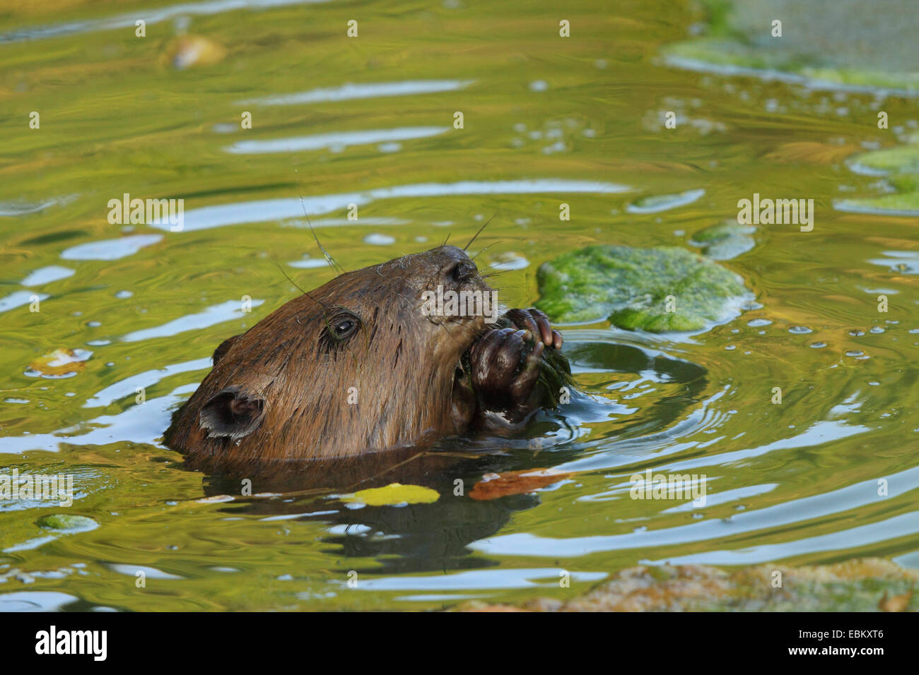 Eurasische Biber, europäische Biber (Castor Fiber), im flachen Wasser, Deutschland, Baden-Wuerrtemberg Fütterung Stockfoto