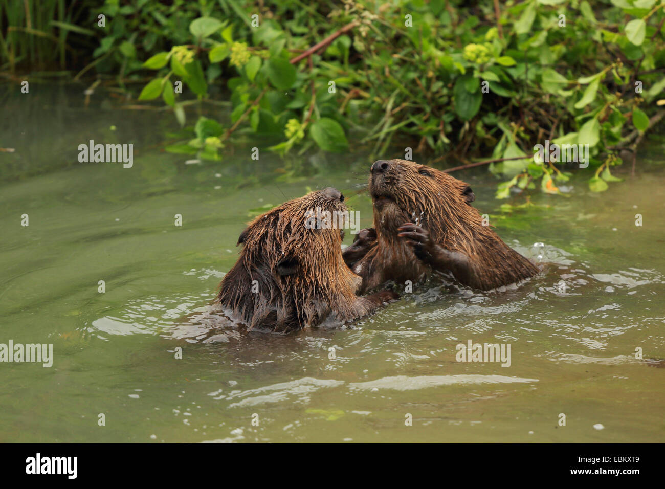 Eurasische Biber, europäische Biber (Castor Fiber), zwei Biber rauften im Wasser, Deutschland, Baden-Wuerrtemberg Stockfoto