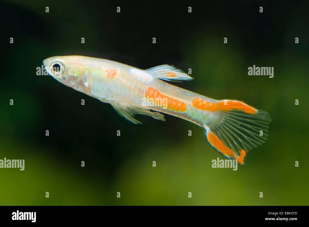 Endler Guppy, Endler Livebearer, Dovermolly (Poecilia Wingei) Rasse Gold, Männlich Stockfoto