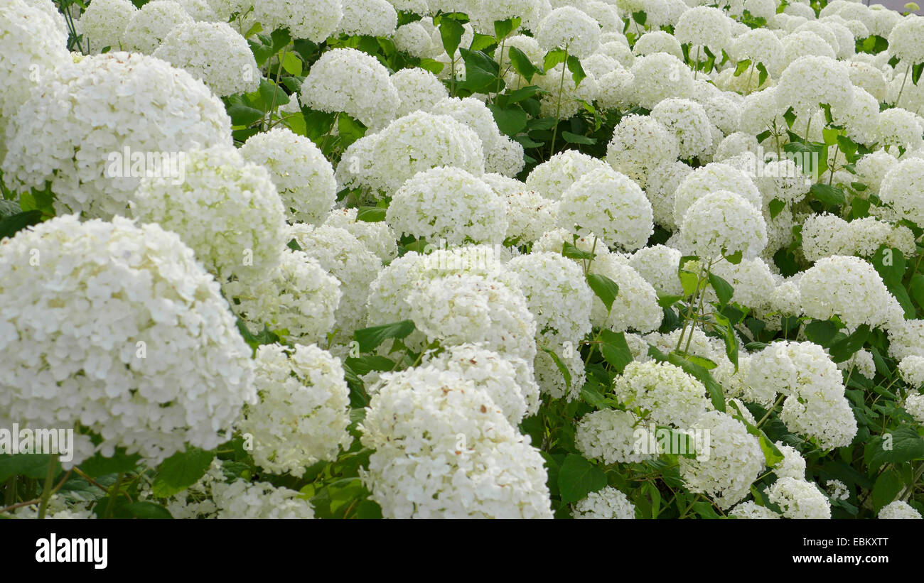 Weiße hortensie Fotos und Bildmaterial in hoher Auflösung Alamy
