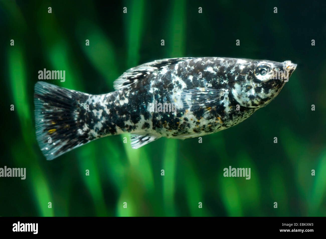 Riesige Segelkärpflinge Molly, Segel-Fin Molly, rote Segelkärpflinge Molly, Yucatan Molly (Poecilia Velifera) züchten Dalamtina Stockfoto