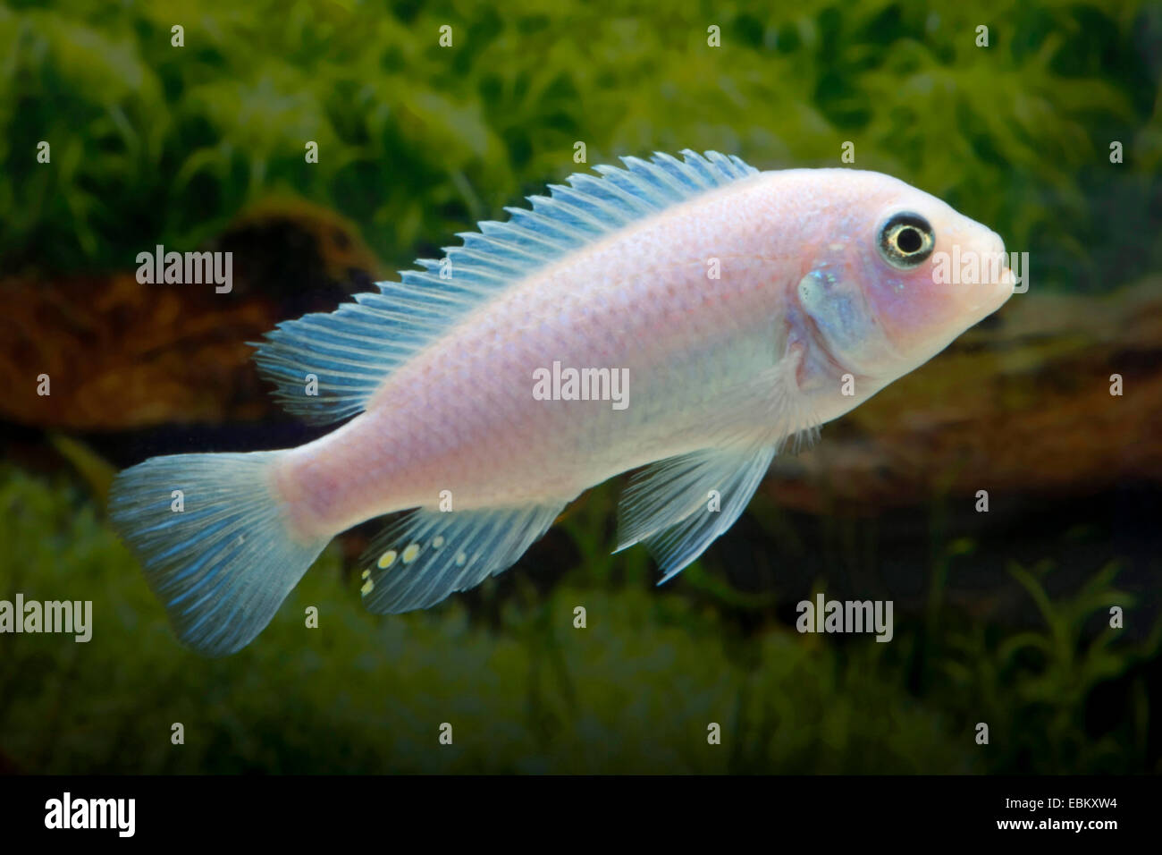 Malawi Buntbarsche (Pseudotropheus Callainos), Rasse weiß Stockfoto