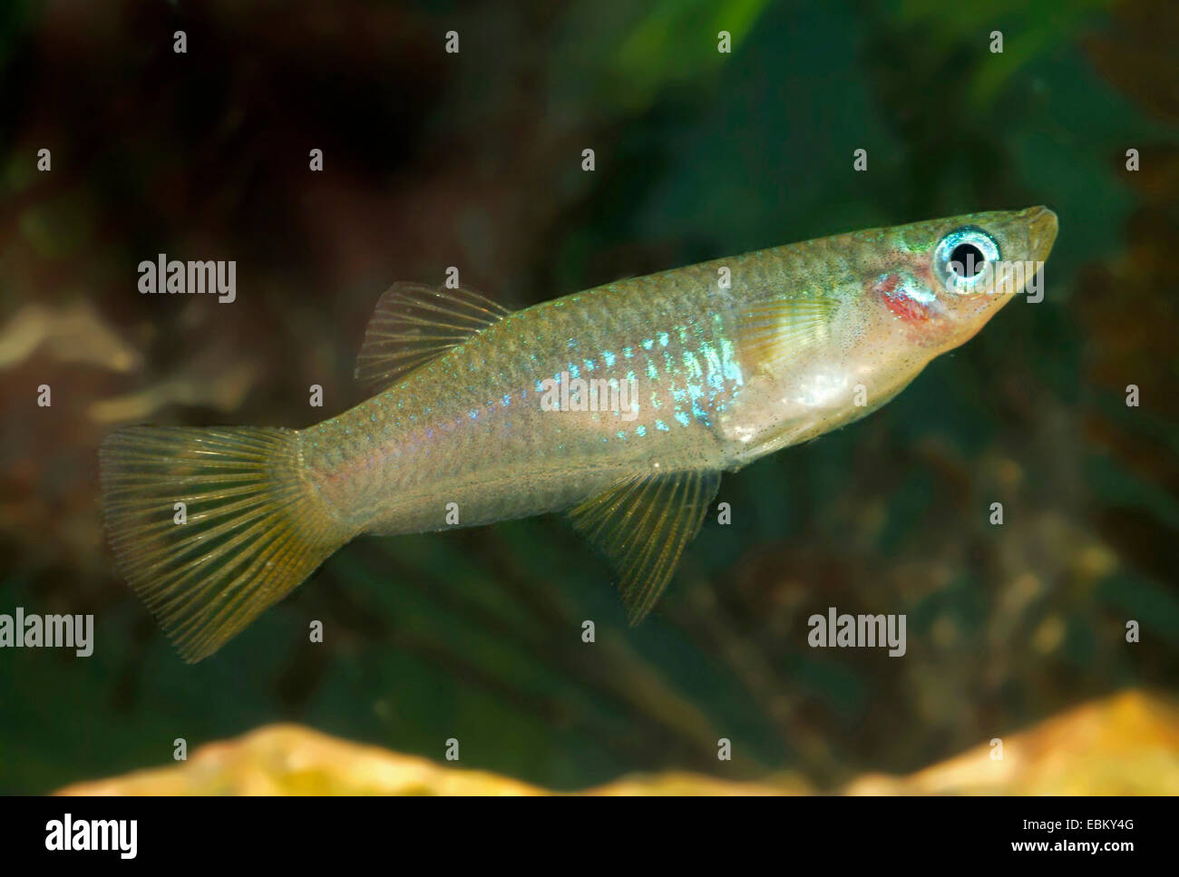 Messer, Livebearer, schneidenförmig Livebearer, Alfaro Livebearer (Alfaro Cultratus), Schwimmen Stockfoto