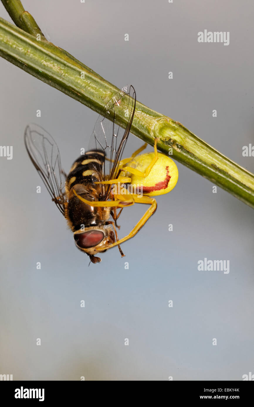 Krabben Sie-Spinnen (Thomisidae), Krabbenspinne mit Beute Stockfoto